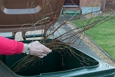 Place garden waste into your brown-lidded bin