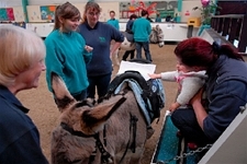 Donkey Sanctuary