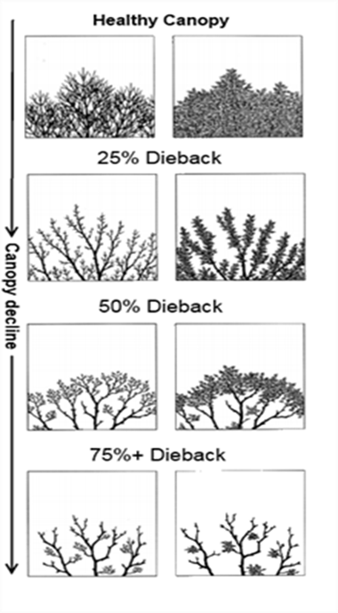 Stages of Ash Dieback