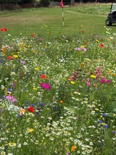North Inch Golf Course Grow Wild wildflower area